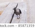 European crows relaxing in the park 85871359