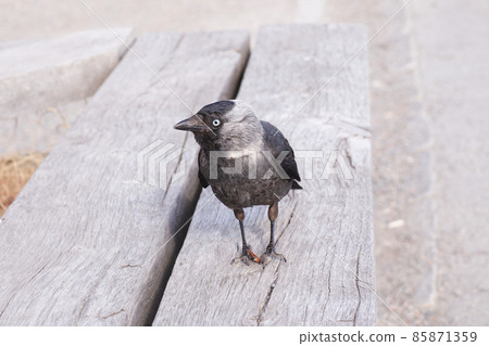 European crows relaxing in the park European crows relaxing in the park 85871359