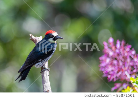 Acorn woodpecker, Melanerpes formicivorus, San Gerardo, Costa Rica 85871501