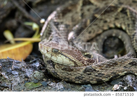Terciopelo, Bothrops asper, Carara, Costa Rica wildlife. Terciopelo, Bothrops asper, Carara, Costa Rica wildlife. 85871510