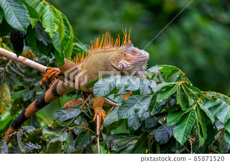 Green iguana (Iguana iguana), Cano Negro, Costa Rica wildlife Green iguana (Iguana iguana), Cano Negro, Costa Rica wildlife 85871520