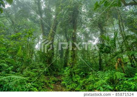 Dense Tropical Rain Forest, Santa Elena, Costa rica 85871524