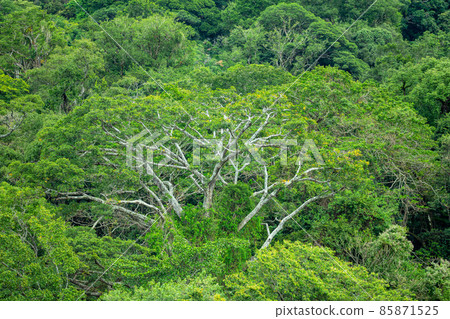 Dense Tropical Rain Forest, Rincon de la Vieja, Costa Rica Dense Tropical Rain Forest, Rincon de la Vieja, Costa Rica 85871525