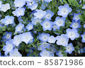 Nemophila that blooms pretty 85871986