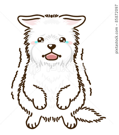 Frightened West Highland White Terrier 85872097