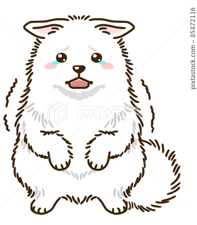 Frightened Japanese Spitz 85872116