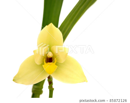 Western Rikaste Western Rikaste 85872126