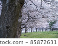 清晨的櫻花盛開 85872631