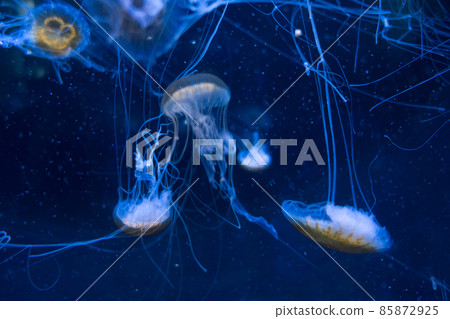 Jellyfish floating in the deep ocean Jellyfish floating in the deep ocean 85872925