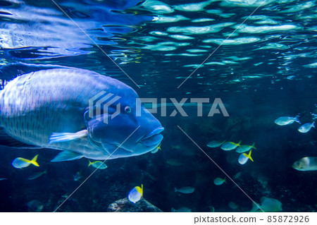 Humphead wrasse fish swimming in ocean 85872926