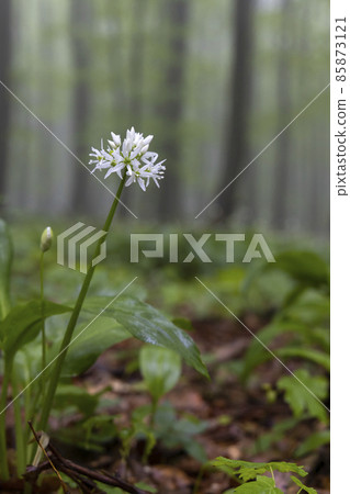Spring beech forest in White Carpathians, Southern Moravia, Czech Republic Spring beech forest in White Carpathians, Southern Moravia, Czech Republic 85873121