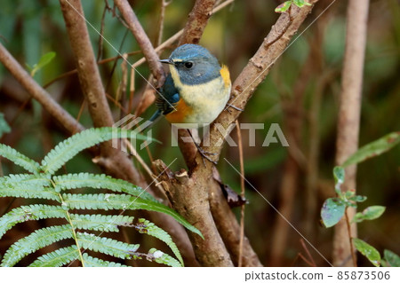 Male Red-flanked Bluetail "Happy Blue Bird" Male Red-flanked Bluetail "Happy Blue Bird" 85873506