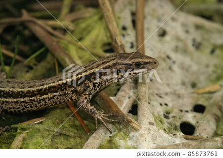 Closeup on the common live bearing lizard, Zootoca vivipare on the forrest floor Closeup on the common live bearing lizard, Zootoca vivipare on the forrest floor 85873761