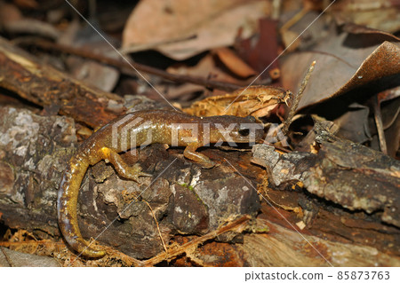 Closeup of hte brown form of the Ensatina eschscholtzii from Northern California with slimy gland secretion on it's tail 85873763
