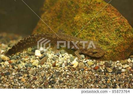 Closeup on an aquatic larvae of the coastal giant salamander , Dicamptodon tenebrosus, underwater Closeup on an aquatic larvae of the coastal giant salamander , Dicamptodon tenebrosus, underwater 85873764