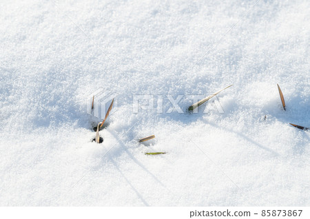 Wheat buds peeping from the snow 85873867