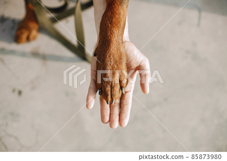 Male hands hold the paw of a Rottweiler dog 85873980
