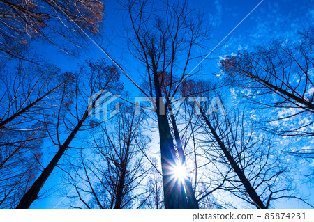 Deciduous metasequoia and light beam 85874231