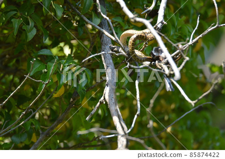 Snake swallowing birds on the tree (Tachikawa Park / Tachikawa City, Tokyo) 85874422