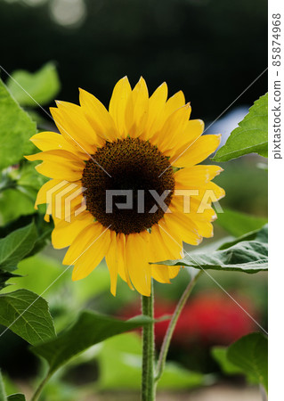 Bright yellow sunflower 85874968