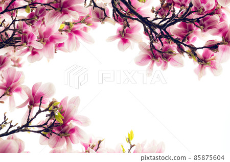 Pink Magnolia Tree with Blooming Flowers during Springtime Pink Magnolia Tree with Blooming Flowers during Springtime 85875604