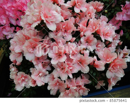 Azalea(西杜鵑)粉紅 85875641