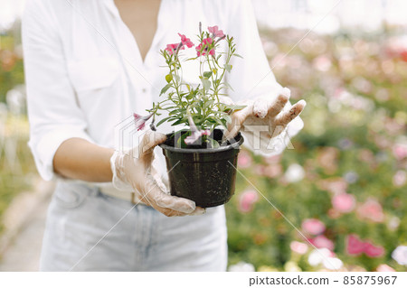 Cropped picture of hands of female gardener, holding pot with young flower for planting Cropped picture of hands of female gardener, holding pot with young flower for planting 85875967