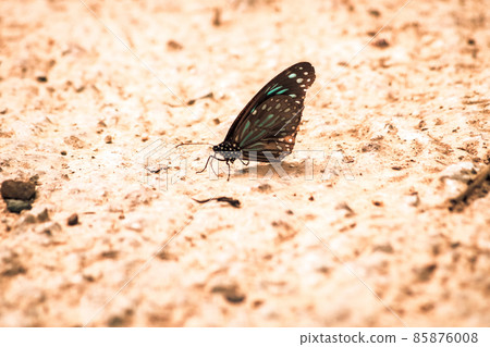 Butterflies insect flying around the salt in nature environment forest. Animal wildlife nature background. Butterflies insect flying around the salt in nature environment forest. Animal wildlife nature background. 85876008