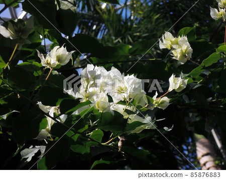 Bougainvillea (Bougainvillea) 85876883