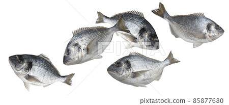 School of Dorado fish isolated on white background School of Dorado fish isolated on white background 85877680