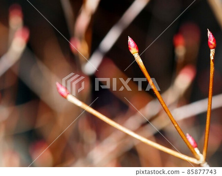 Winter buds on the tip of the branch of Enkianthus perulatus (Lighthouse 躅 in Gennaiyama Ryokuchi) Winter buds on the tip of the branch of Enkianthus perulatus (Lighthouse 躅 in Gennaiyama Ryokuchi) 85877743