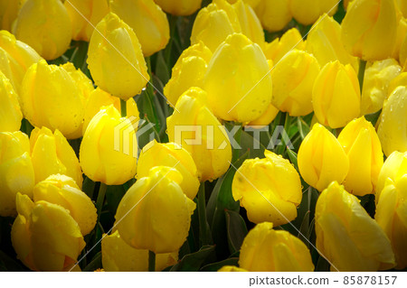Yellow tulip flowers blooming in spring garden 85878157