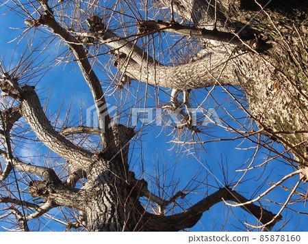 與冬天的天空和樹枝交織在一起的銀杏(三上母親神社的銀杏:Oige-san's Shinboku) 與冬天的天空和樹枝交織在一起的銀杏(三上母親神社的銀杏:Oige-san's Shinboku) 85878160