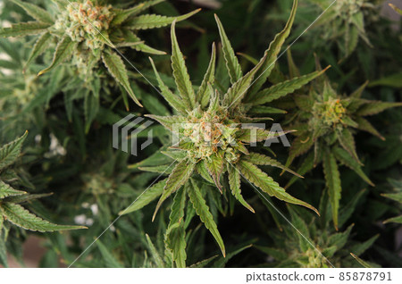 Cannabis blooming flower close-up. Marijuana bush with big buds. 85878791