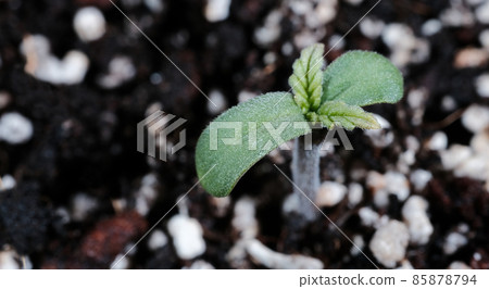 Cannabis sprout close-up in soil background. Fresh young marijuana seedling 85878794