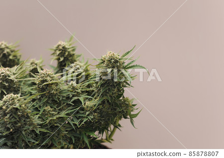 Cannabis blooming flower close-up. Marijuana bush with big buds. Cannabis blooming flower close-up. Marijuana bush with big buds. 85878807