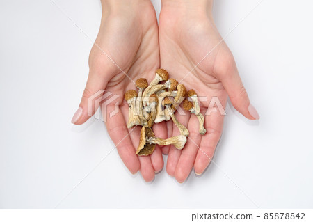 Psilocybin mushrooms in hands on white background.Isolated layout. Psychotropic therapy. 85878842