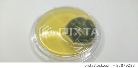 Growing environmental microorganisms in the medium 85879288