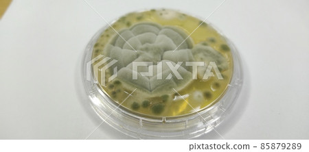 Growing environmental microorganisms in the medium 85879289