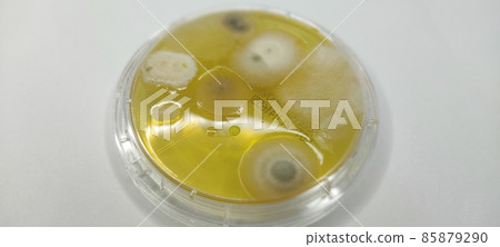 Growing environmental microorganisms in the medium 85879290