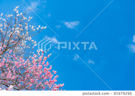 阿知村的桃花和藍天[長野縣] 85879298