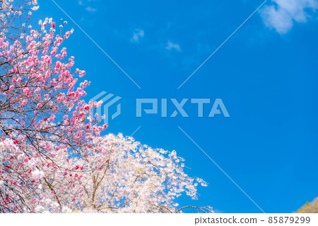 阿知村的桃花和藍天[長野縣] 85879299