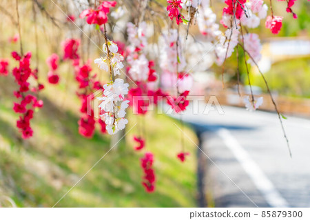 阿知村的桃花和藍天[長野縣] 85879300