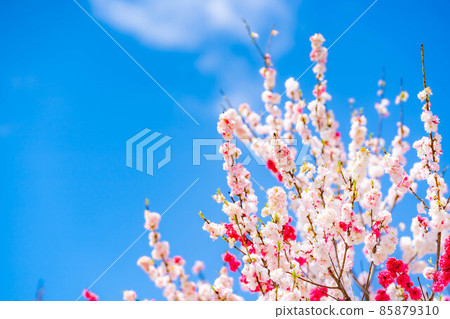 阿知村的桃花和藍天[長野縣] 85879310