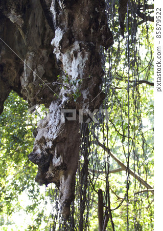 Details and forms of rocks on Railay peninsula, Thailand 85879522