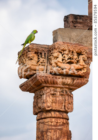 Rose-ringed parakeet in Qutb Minar in Delhi, India 85879594