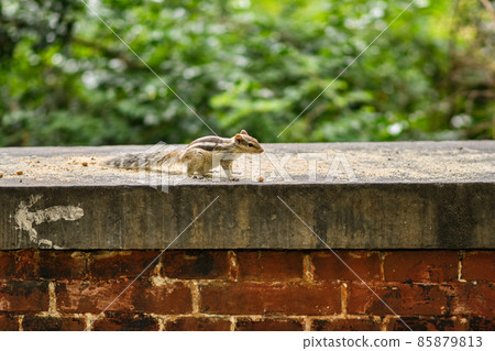 Northern palm squirrel in New Delhi, India 85879813