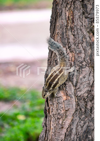 Northern palm squirrel in New Delhi, India Northern palm squirrel in New Delhi, India 85879973