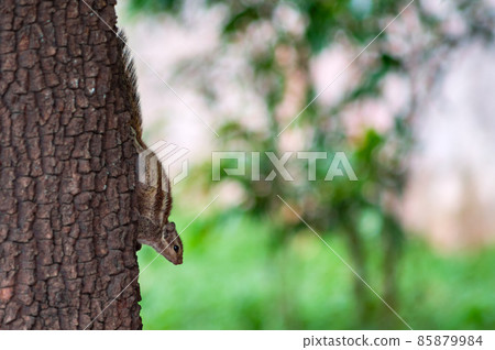 Northern palm squirrel in New Delhi, India 85879984