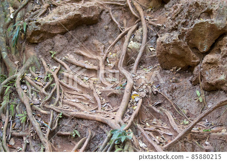 Trees growing on the rocks of the Railay Peninsula, Thailand 85880215